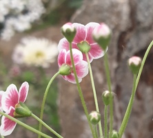 Androsace strigillosa 